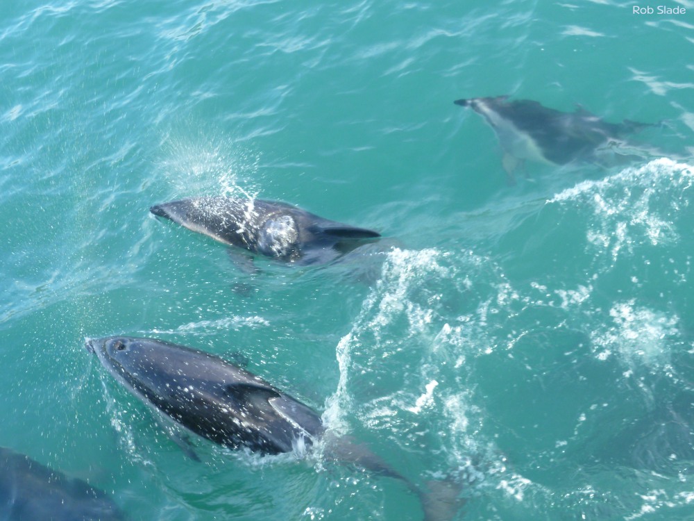 Just a few of the dolphins that came and swam alongside our boat