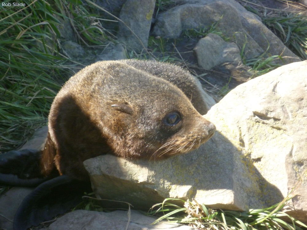 One of the seal pups who had only just woken up